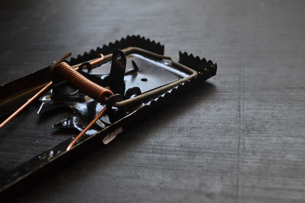 What Are the Most Effective Non-Toxic Pest Control Solutions for a Home with Pets?