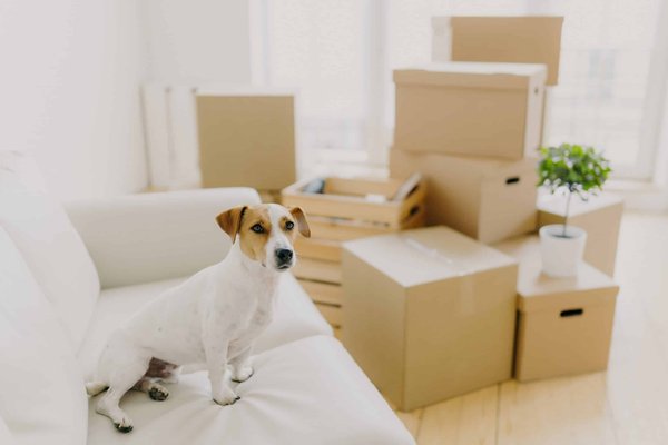 How to Design a Comfortable and Safe Sleeping Area for Arthritic Dogs?