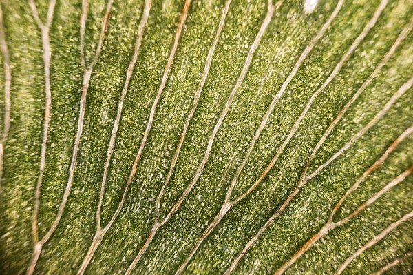 What's the Role of Artificial Photosynthesis in Urban Air Purification?